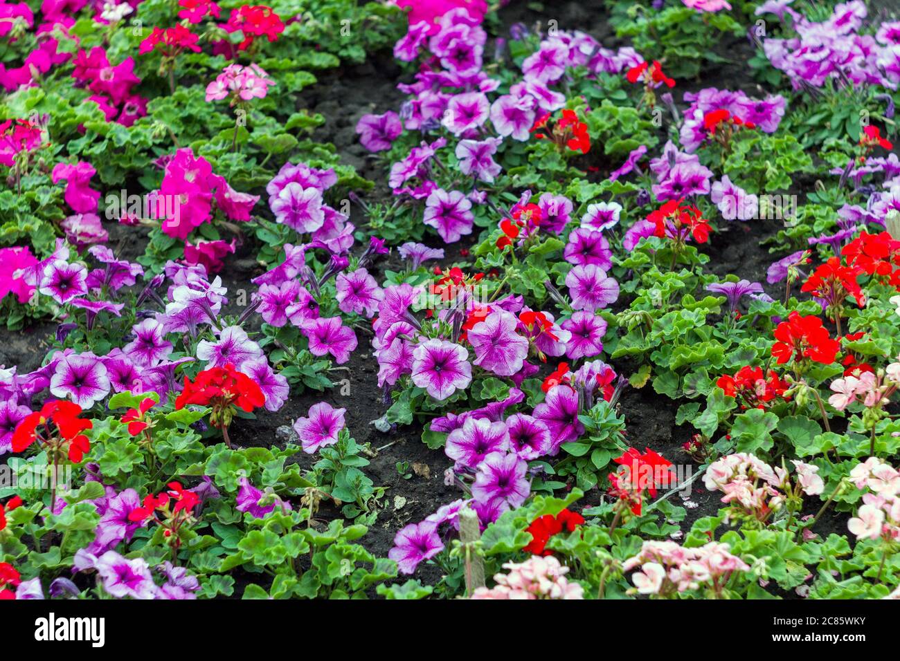 a popular flower Petunia is flowering plants of South American origin Stock Photo