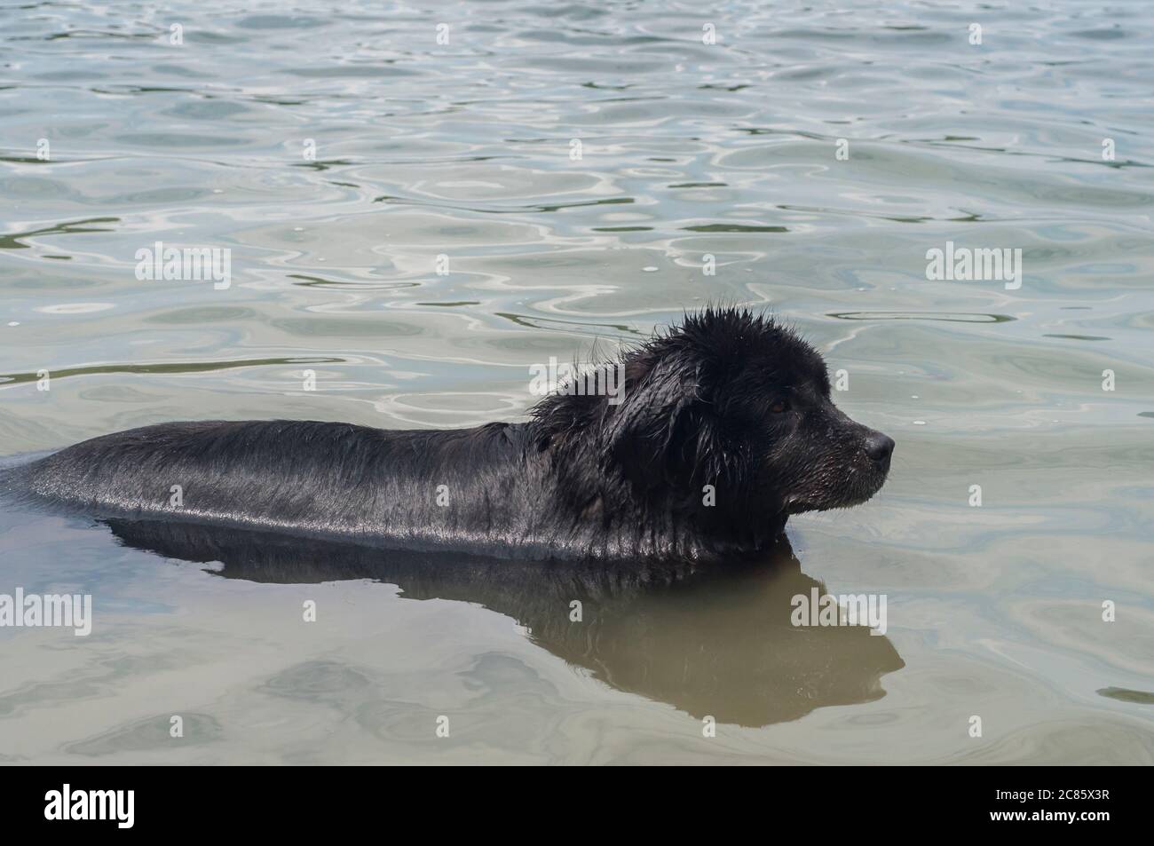 Rescue dog newfoundland swimming hires stock photography and images