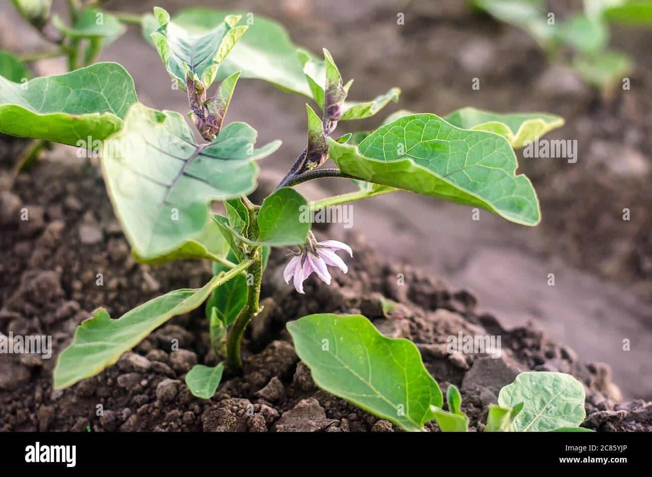 Young seedlings of eggplant plants on farm field plantation. Solanum