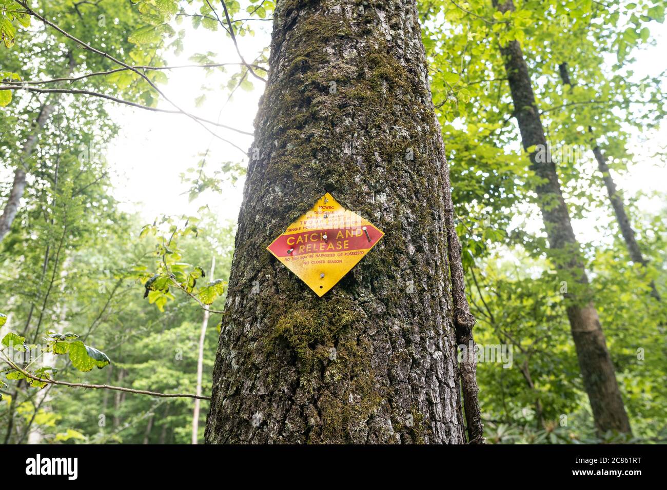 North Carolina/USA- July 14th 2020: A North Carolina fishing Catch and Release sign on a tree. Stock Photo