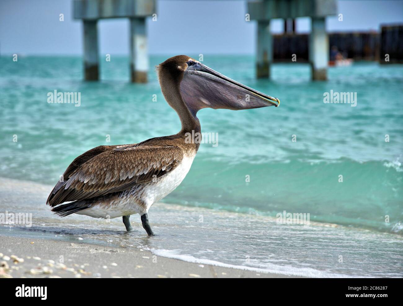 Gulf of mexico coastal birds hi-res stock photography and images - Alamy