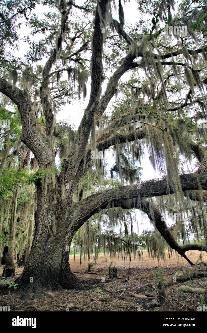 Lovely Spanish moss hanging from a stately live oak tree in Florida Stock  Photo - Alamy