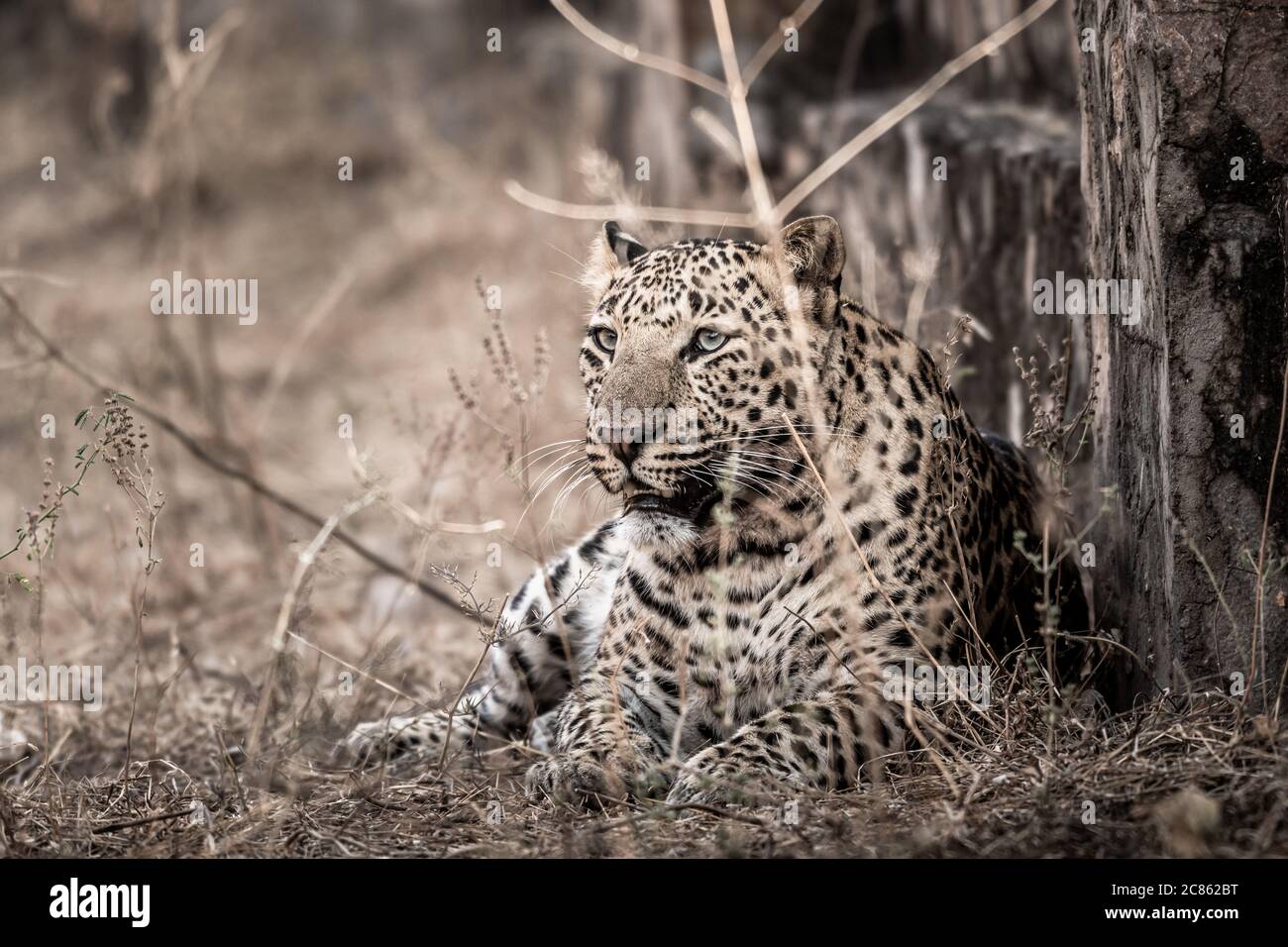 Fine art image of Huge wild male leopard or panther or panthera pardus fusca in central india forest Stock Photo