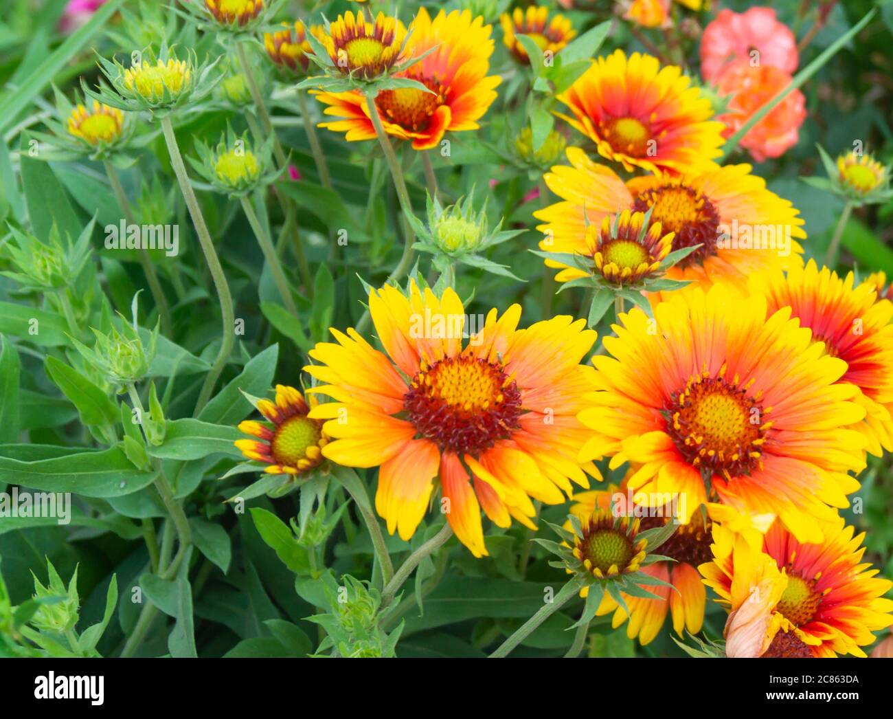 Orange flowerses on background green sheet grow in garden at solar day by summer Stock Photo