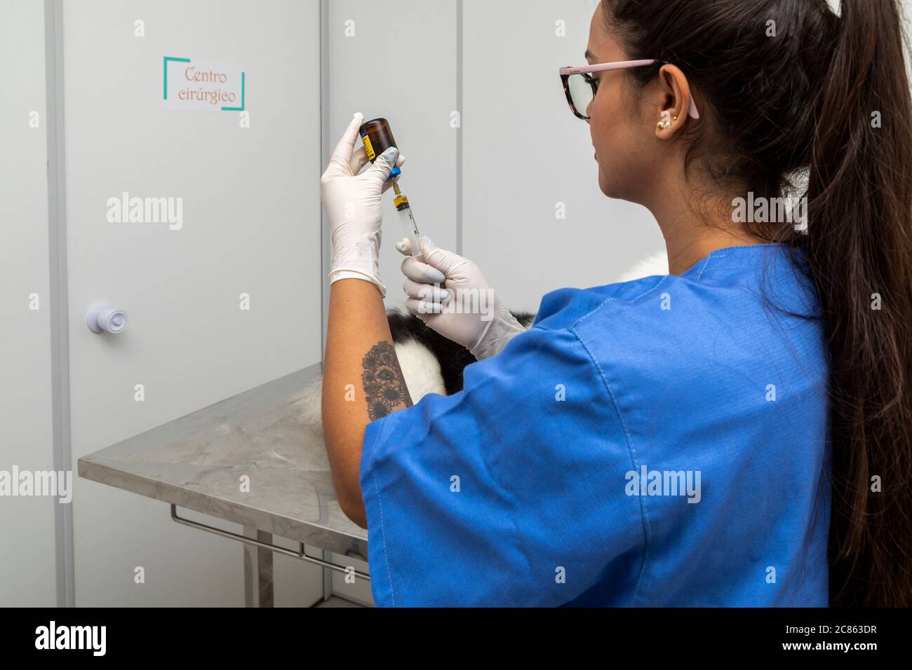 Veterinarian givinhg injection to dog Stock Photo - Alamy