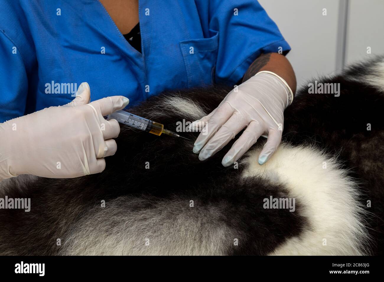 Veterinarian givinhg injection to dog Stock Photo - Alamy