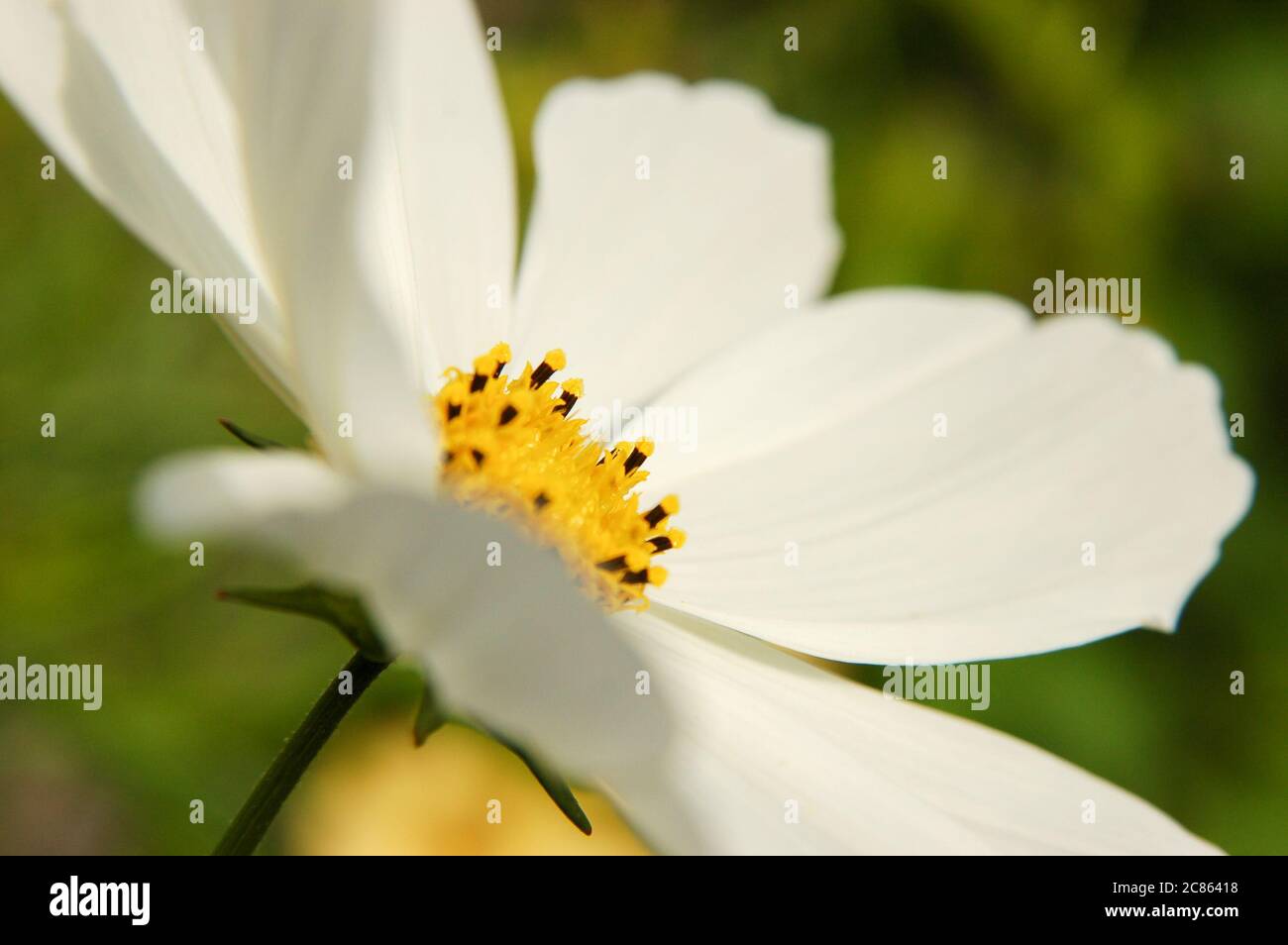 Closeup of a fresh blossom white cosmos flower and stamens view on profil Stock Photo