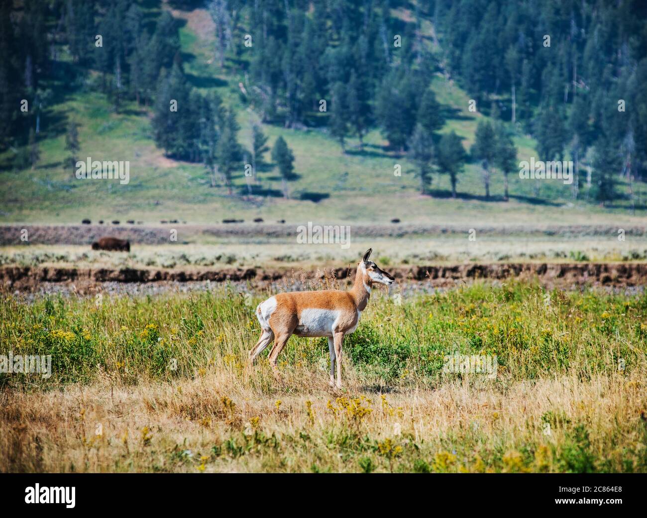 Deer in Lamar Valley, Yellowstone National Park, wyoming Stock Photo