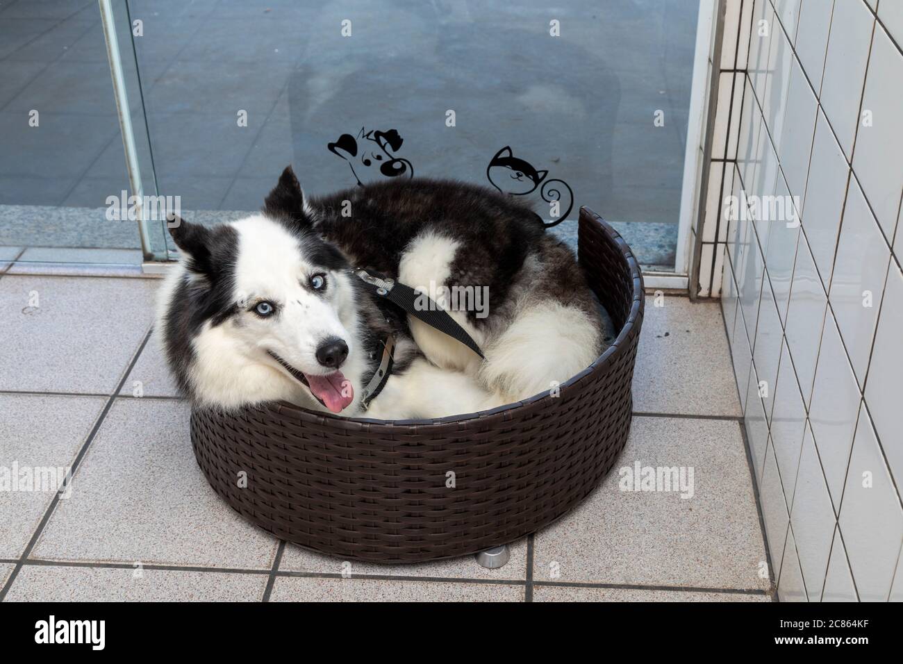 Siberian husky dog lying in bed Stock Photo Alamy