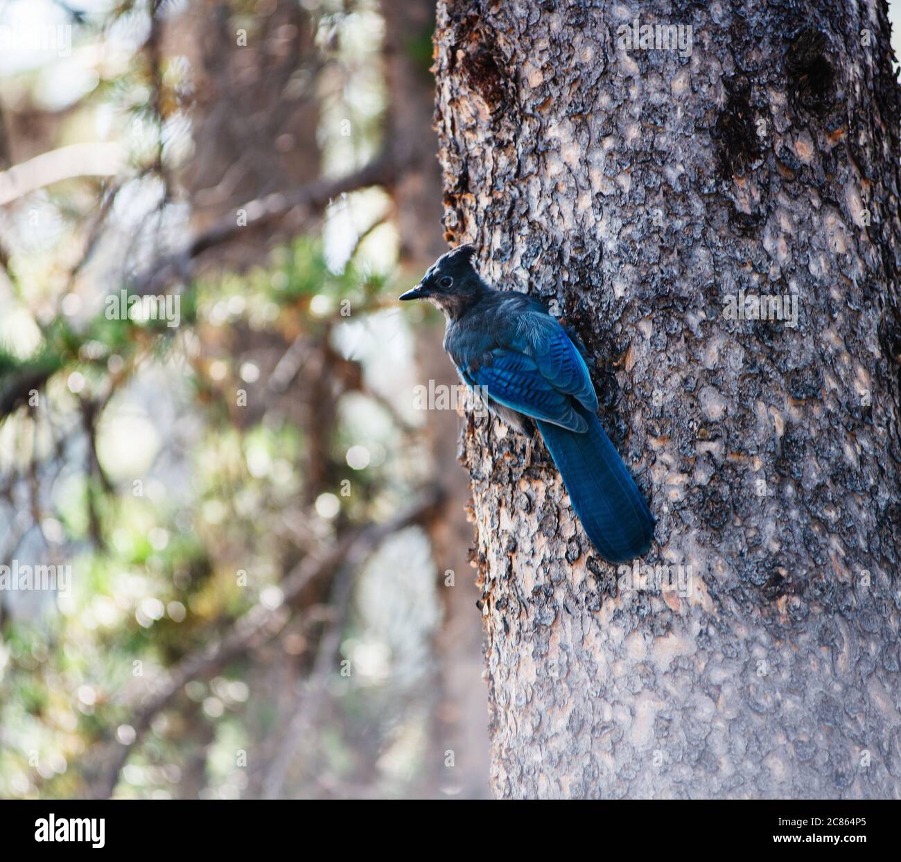 Blue jay in Yellowstone national park, Wyoming Stock Photo