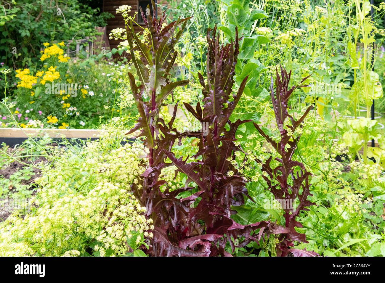 Lettuce bolting and parsley gone to seed and flowering in vegetable