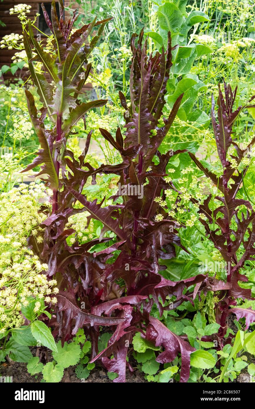 Lettuce bolting and parsley gone to seed and flowering in vegetable