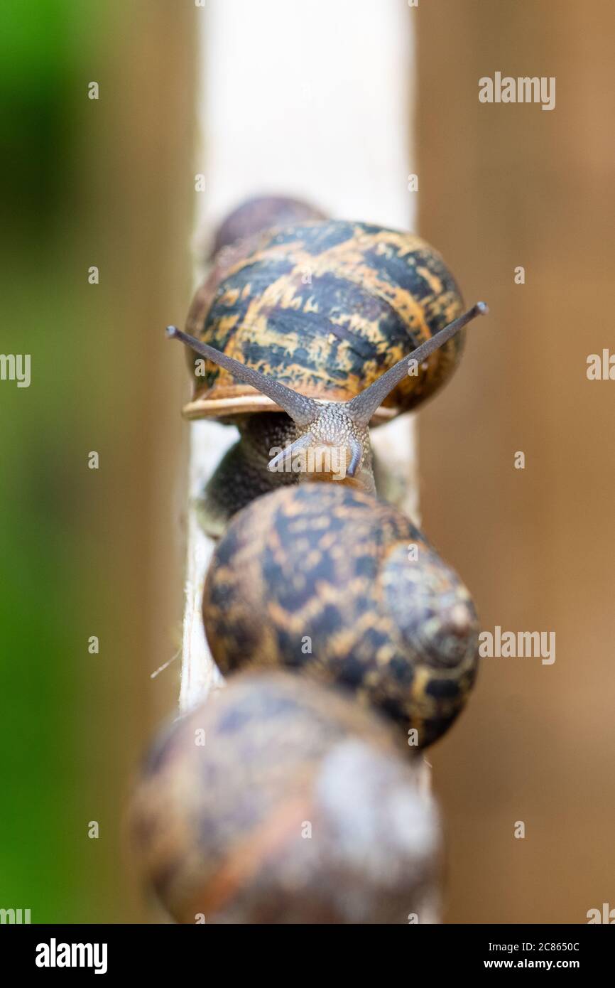 Garden Snails - helix aspersa - on compost bin Stock Photo