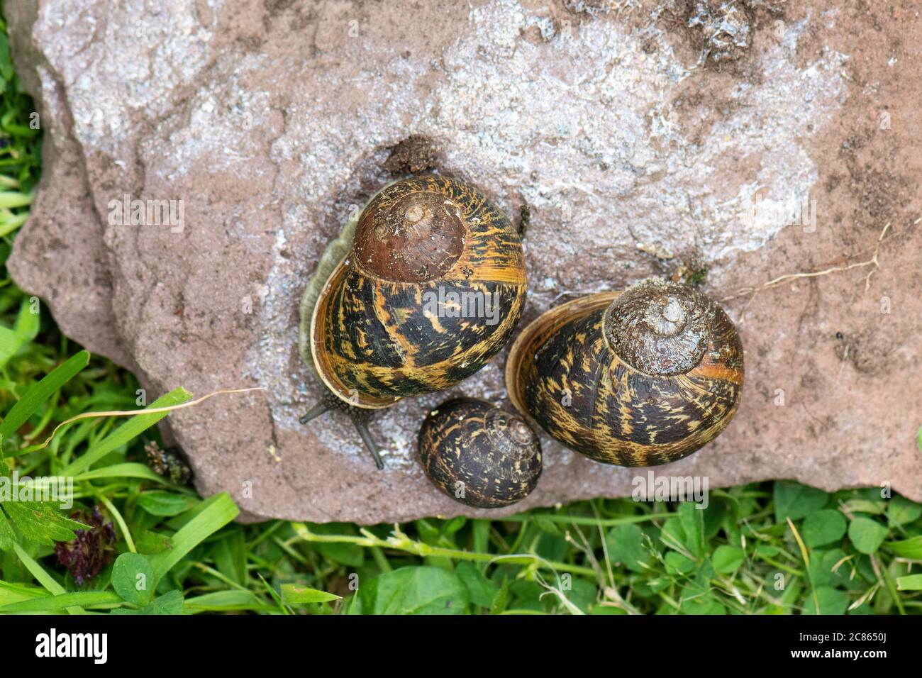 Garden Snails and silver slime trail - helix aspersa - on upturned stone - UK Stock Photo