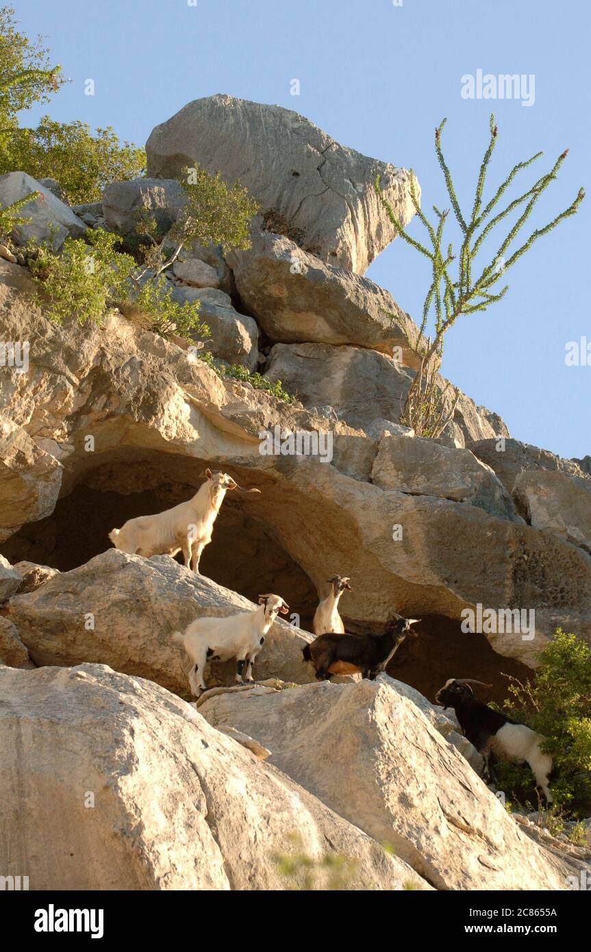 Val Verde County, Texas USA, October, 2005 Wild goats clamber up a