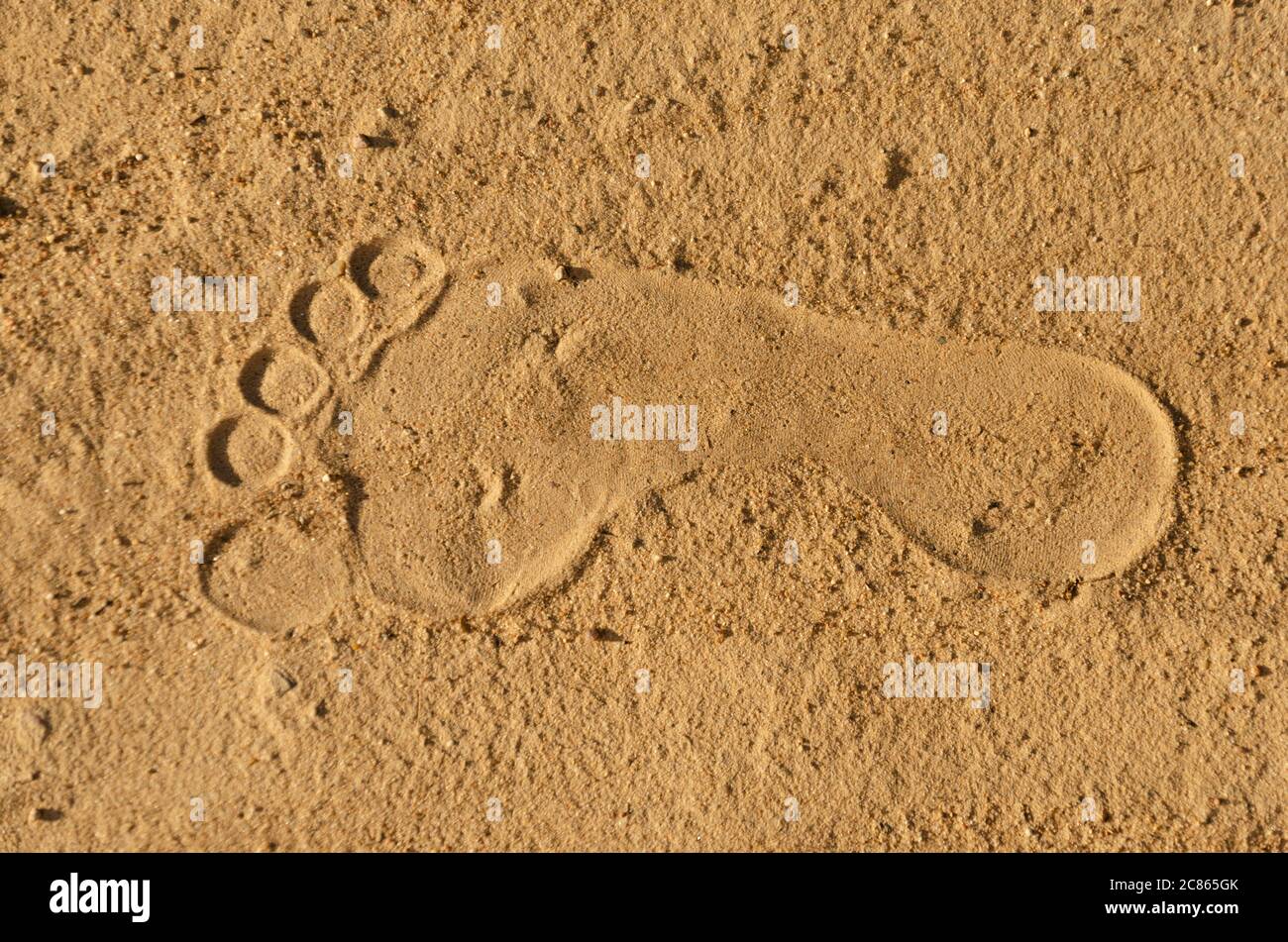 Photo of human footprint beside dog footprint on the tropical beach Stock Photo