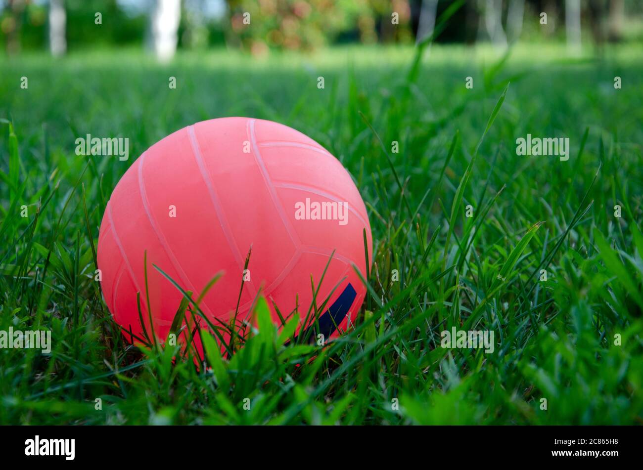 volleyball ball standing on the grass. Volleyball ball on greenery field in park Stock Photo