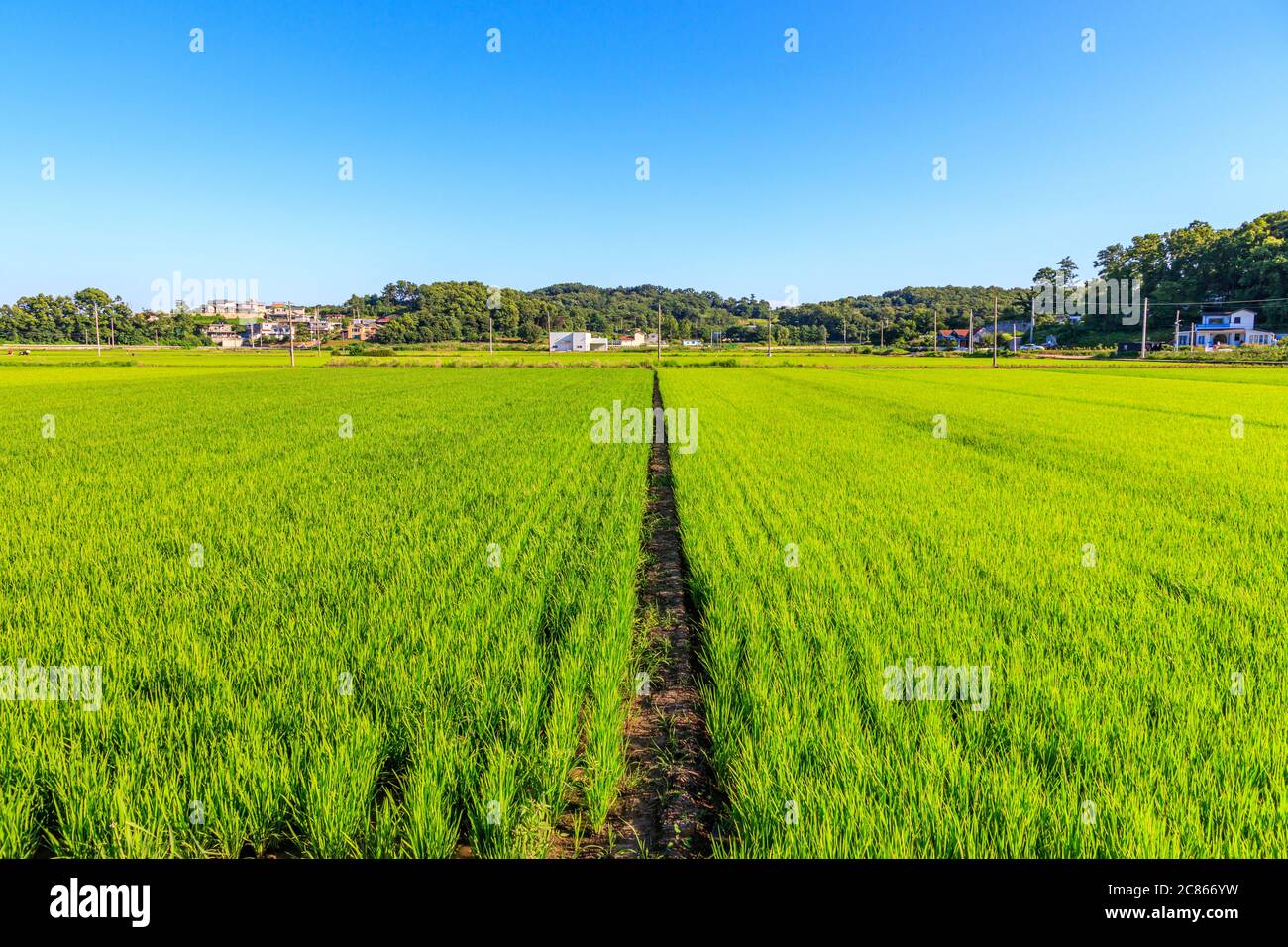 Korean traditional rice farming. Korean rice farming scenery. Korean