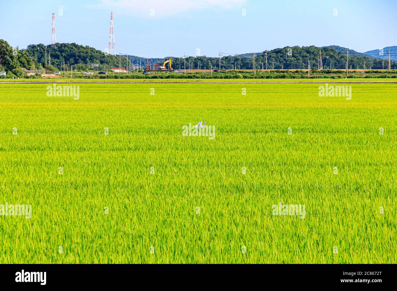 Korean traditional rice farming. Korean rice farming scenery. Korean