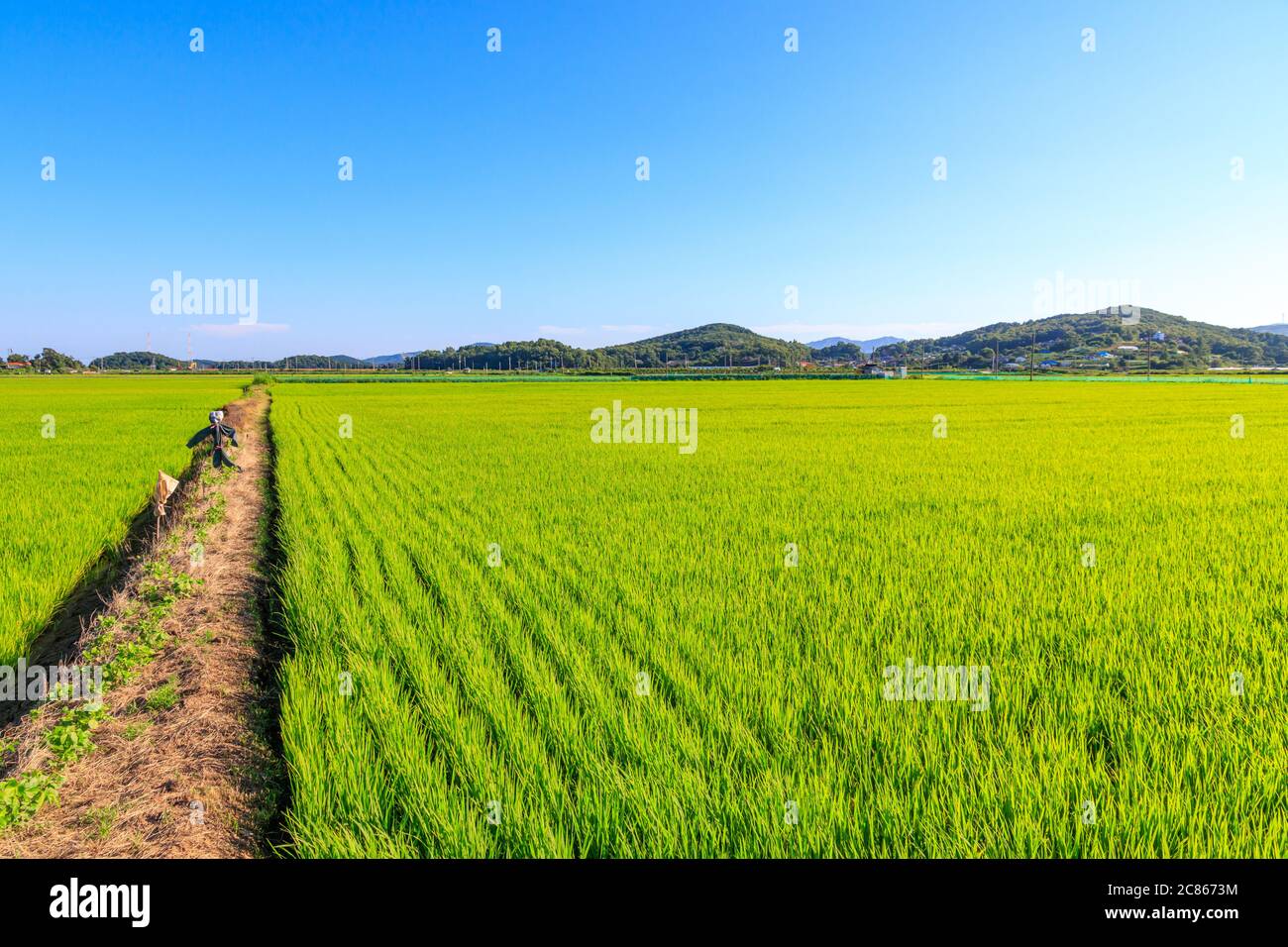 Korean traditional rice farming. Korean rice farming scenery. Korean