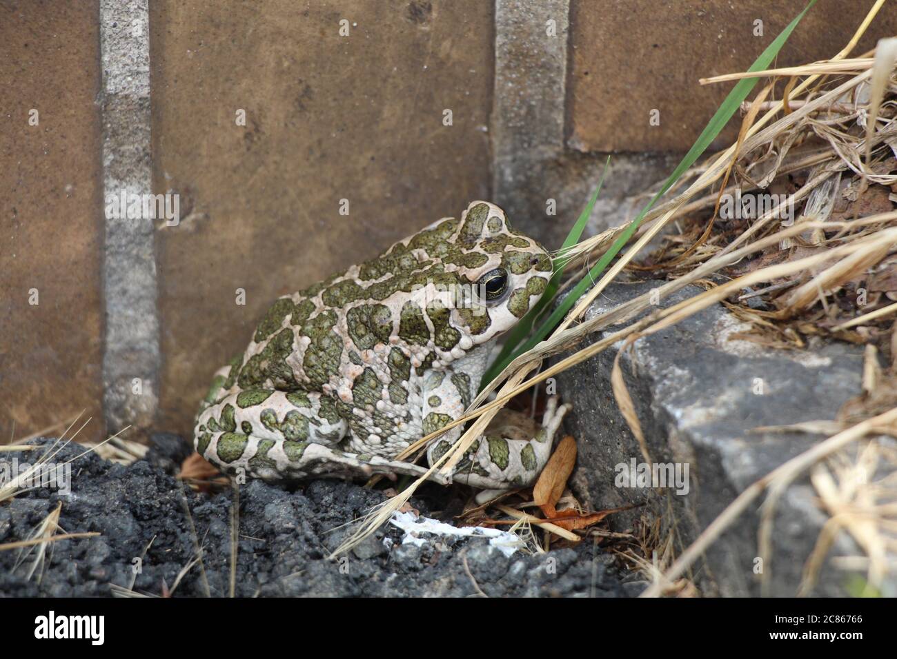 A green toad next to the steps Stock Photo