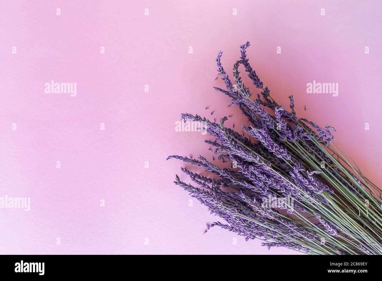Dry lavender flower bouquet on violet background Stock Photo