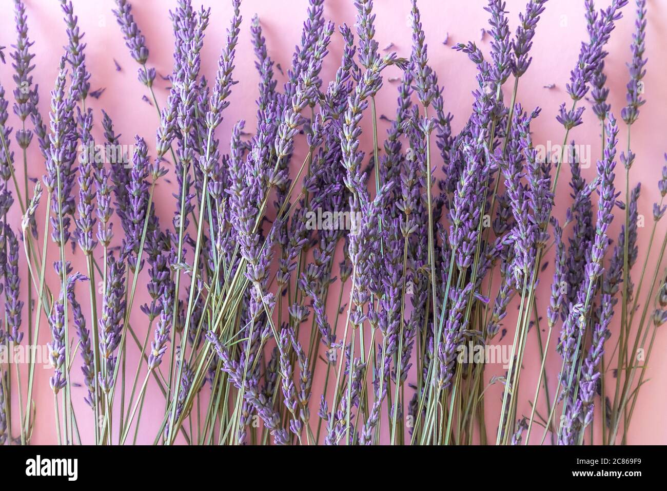 Dry lavender flower bouquet on violet background Stock Photo Alamy