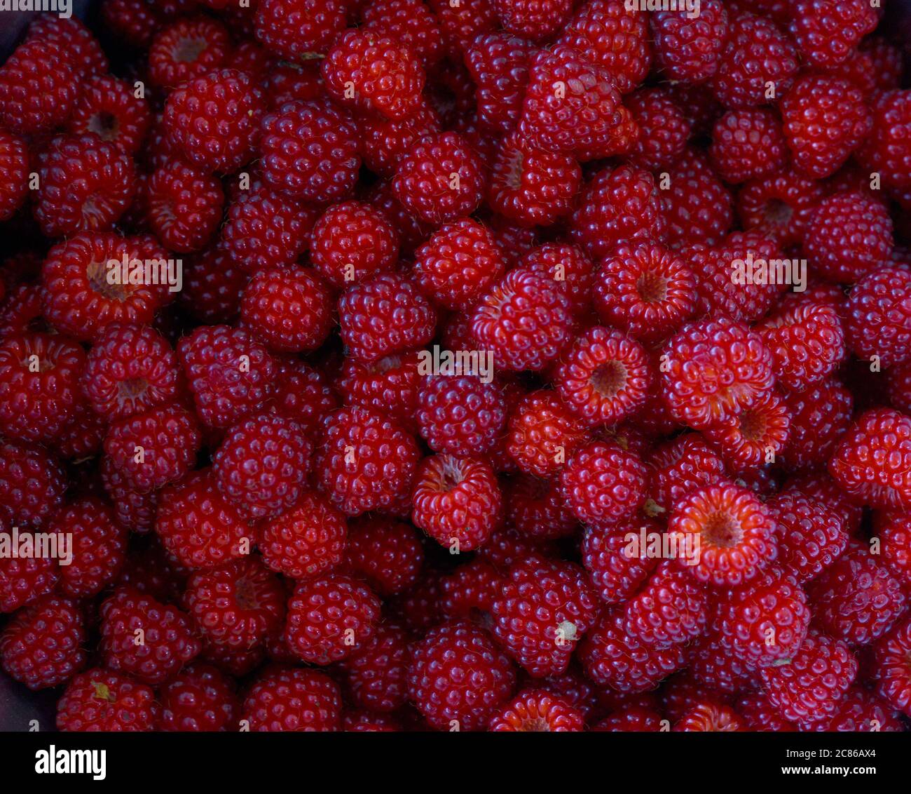 Summer raspberries harvested in south dartmouth Ma USA photo by bill belknap Stock Photo