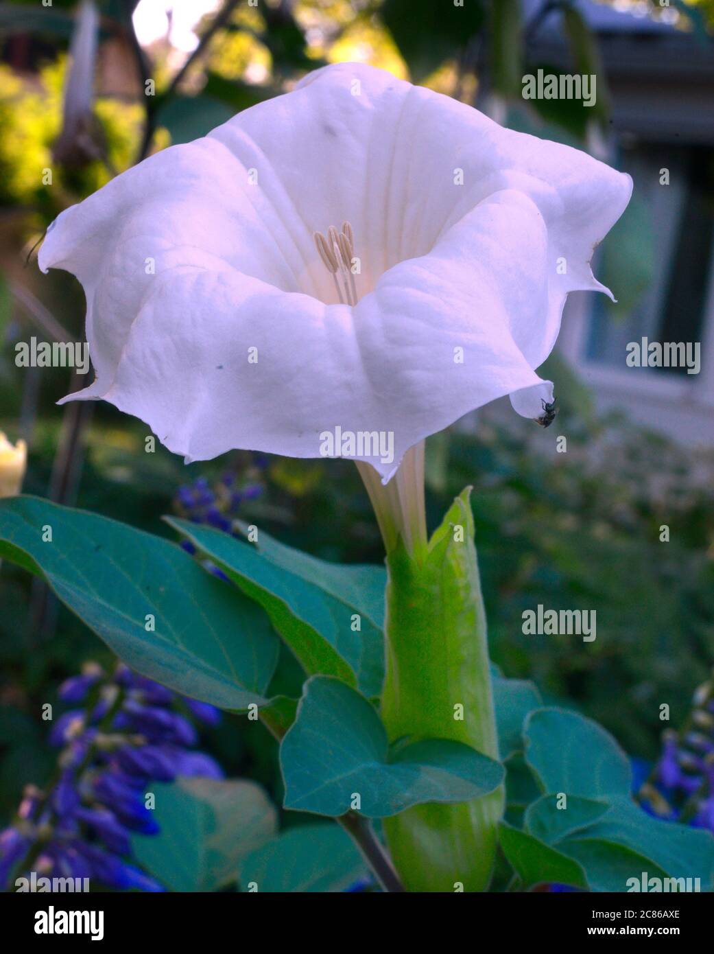 Datura stramonium, known by the common names thorn apple, jimsonweed or devil's snare, is a plant in the nightshade family. Its likely origin was in Central America, and it has been introduced in many world regions. It is an aggressive invasive weed in temperate climates across the world photo by bill belknap Stock Photo