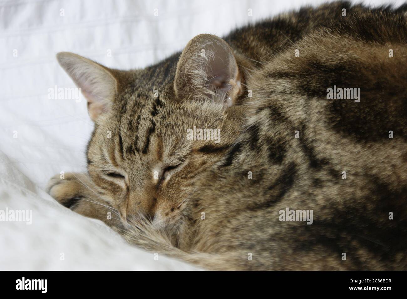 Sleeping Tabby Cat on white bedding Stock Photo