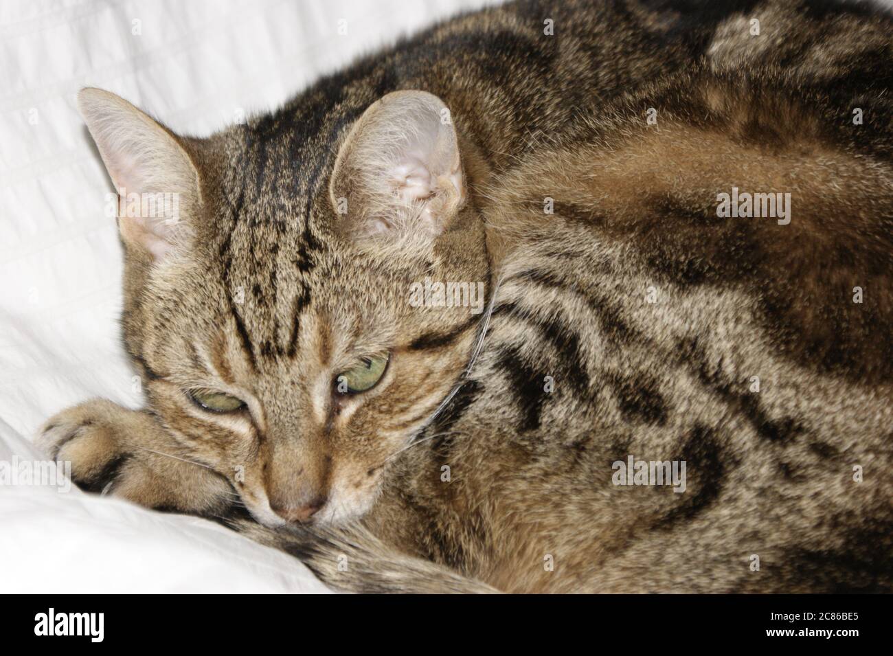 Sleeping Tabby Cat on white bedding Stock Photo