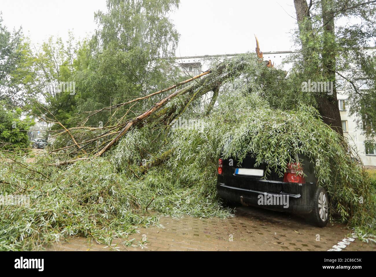 A tree fell on the car due to strong wind. Broken vehicle after the storm Stock Photo Alamy