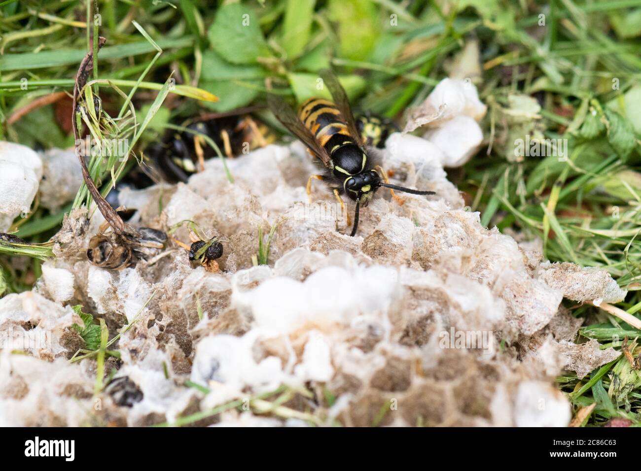 Wasp nest destroyed in compost bin hires stock photography and images