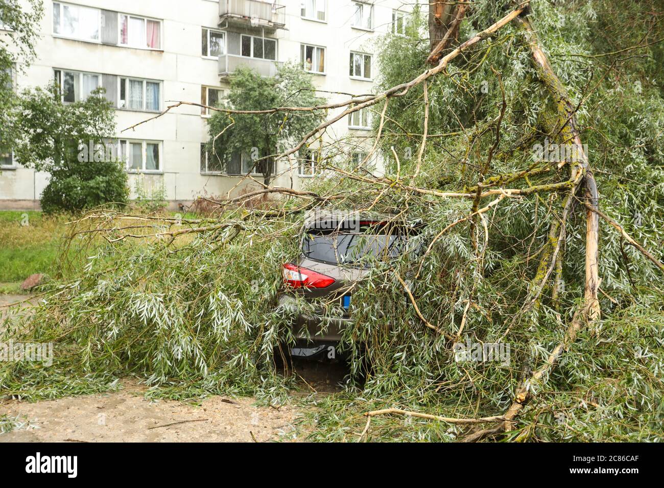 A tree fell on the car due to strong wind. Broken vehicle after the ...