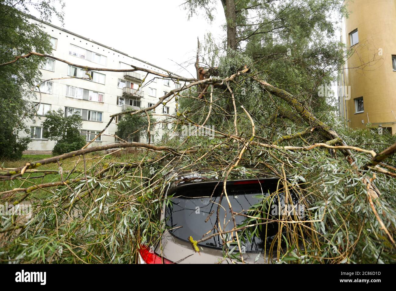 A tree fell on the car due to strong wind. Broken vehicle after the storm Stock Photo Alamy
