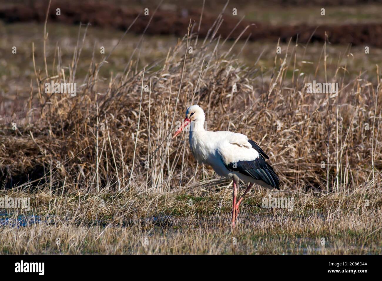 Nature and bird. Common birds. Natural background Stock Photo - Alamy