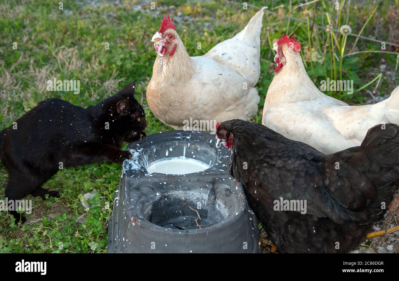 A bowl of cream, three chickens and one cat makes a mess and a little funny farm in Missouri. Bokeh background. Stock Photo