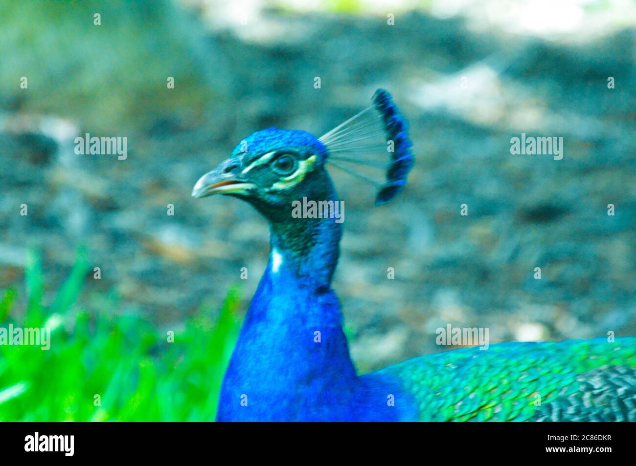 Peacock peafowl close up beautiful bird picture Stock Photo - Alamy