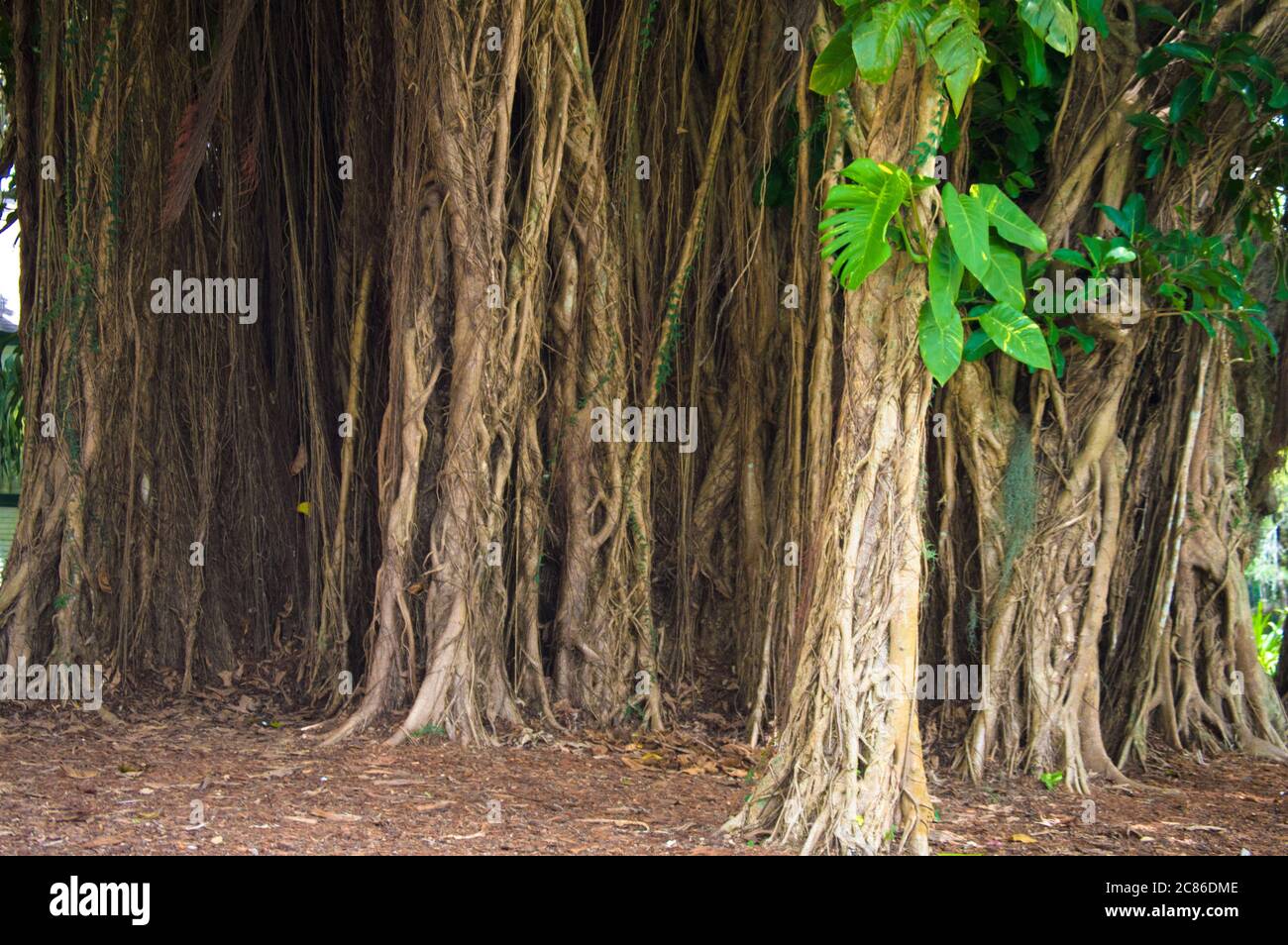 Trunk trees together in the wild picture background taken in Miami - Florida Stock Photo