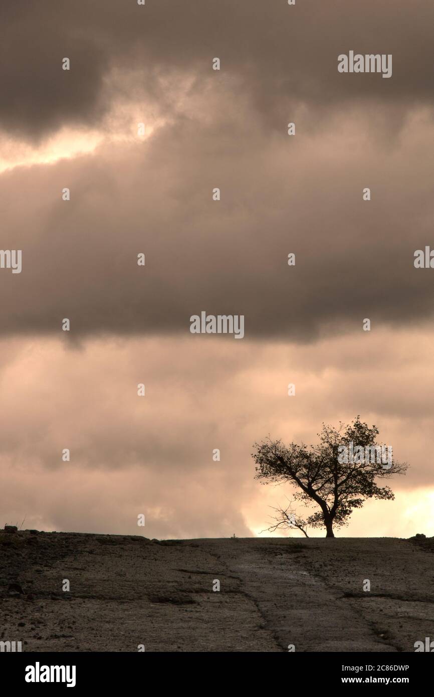 A lonely tree under a cloudy sky at the end of a path in the countryside Stock Photo