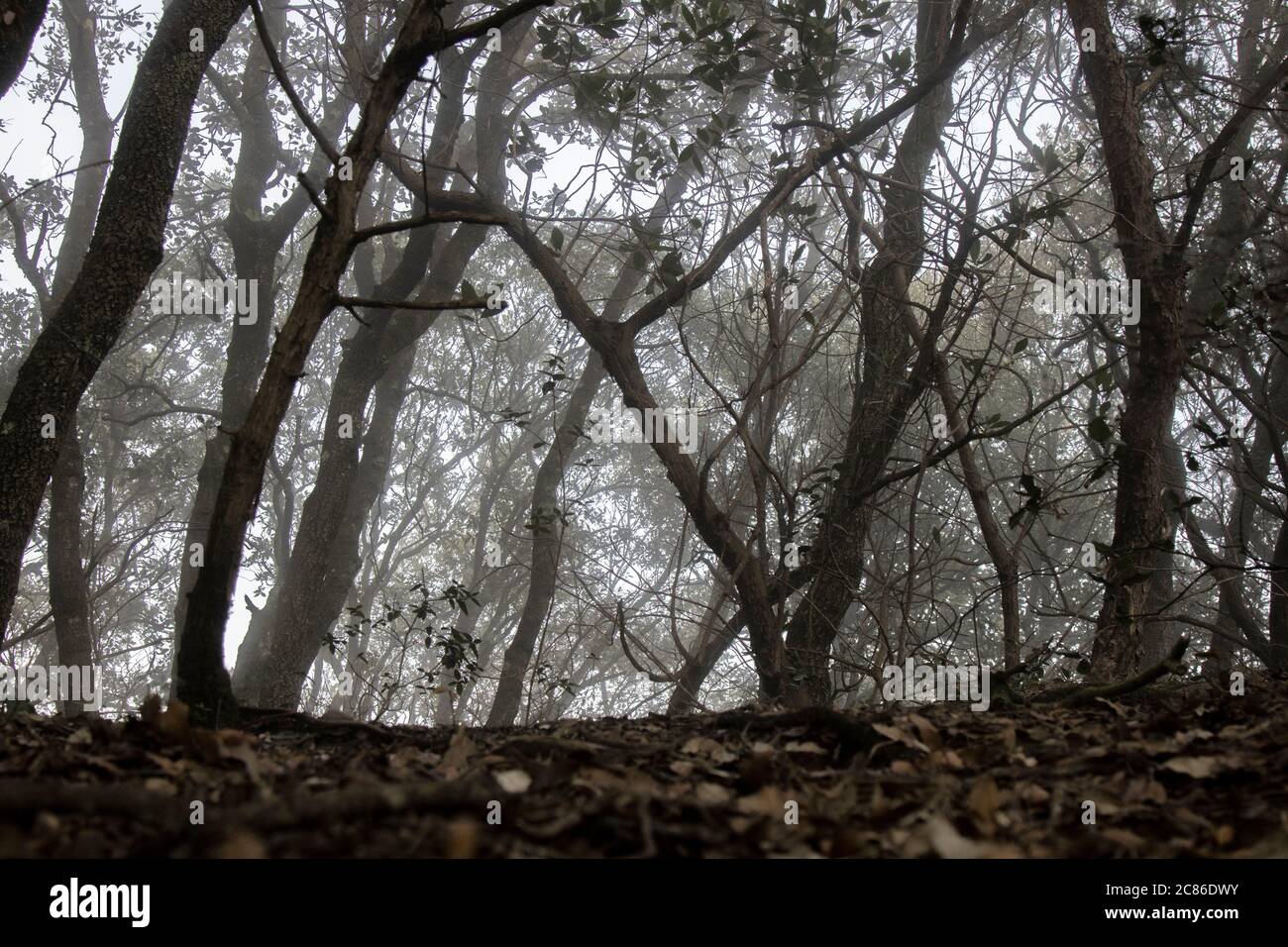 Foggy dark forest hi-res stock photography and images - Alamy
