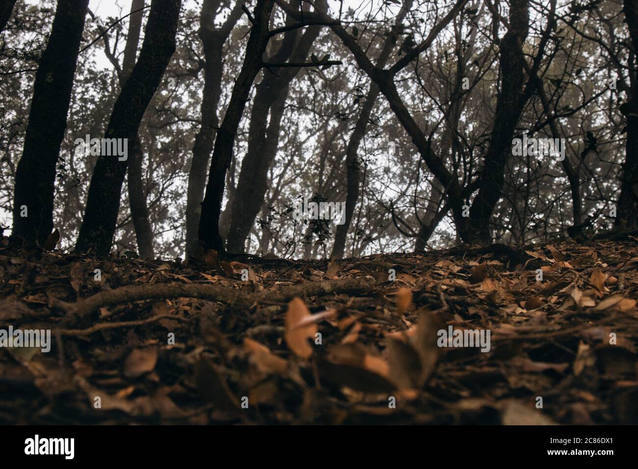 Foggy dark forest hi-res stock photography and images - Alamy
