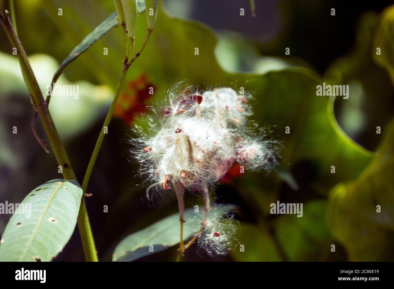 Cotton bush flower picture background Stock Photo