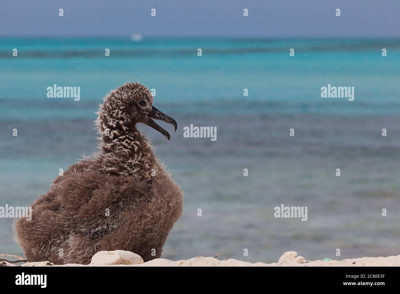black-footed albatross chick, Phoebastria nigripes (formerly Diomedea nigripes), on the beach at Sand Island, Midway National Wildlife Refuge Stock Photo