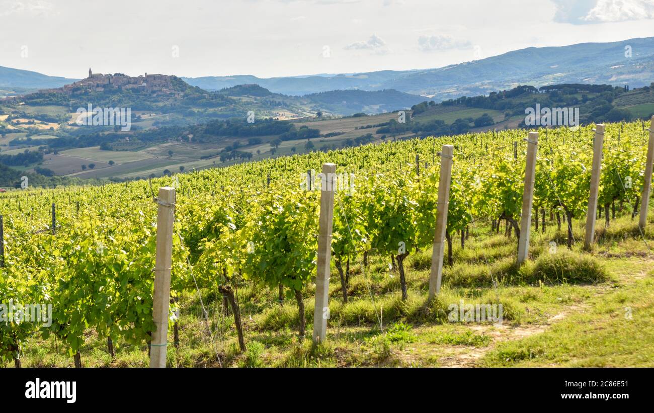 vineyards in Italy, Montefalco Stock Photo