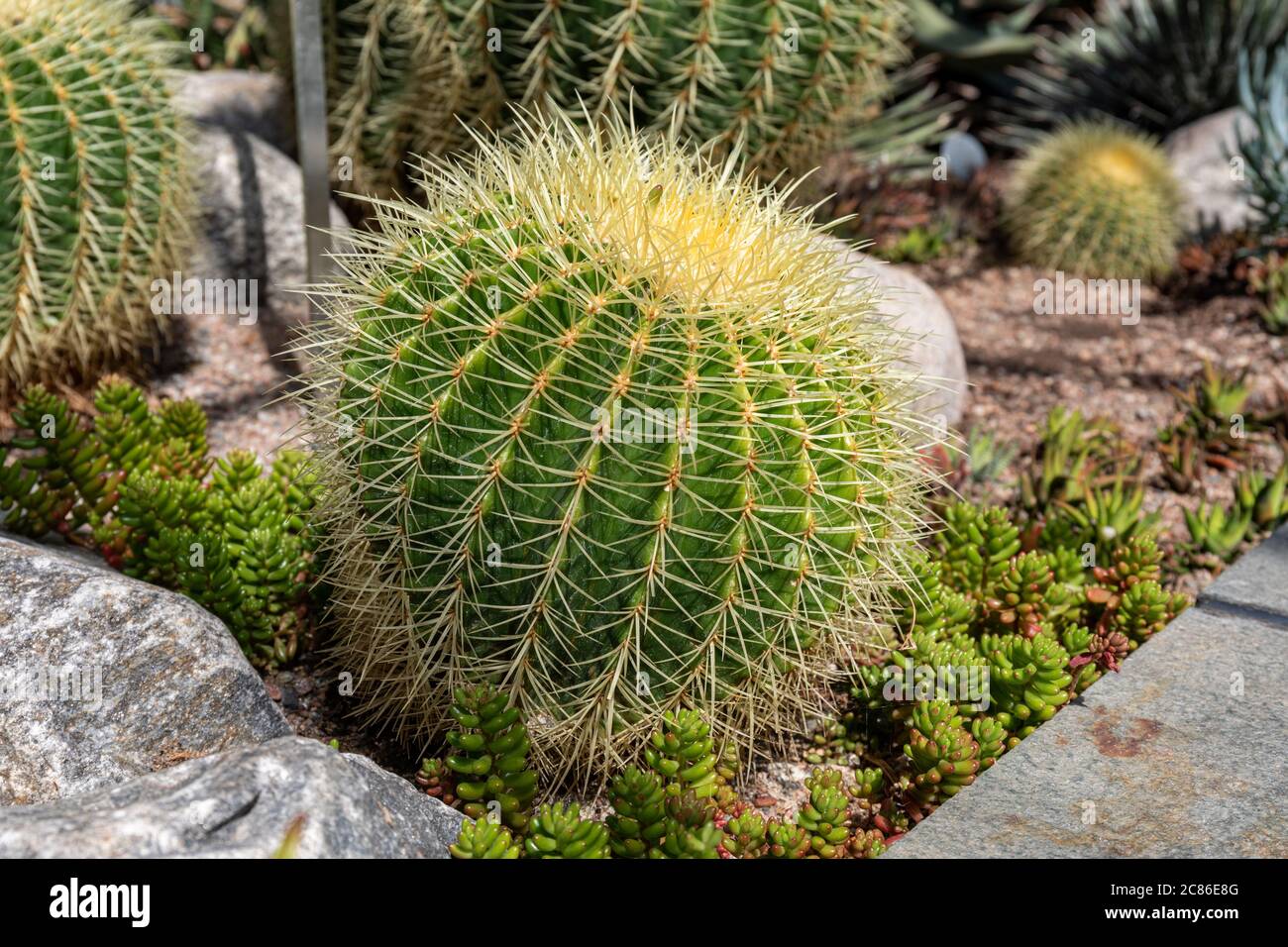 Echinocactus grusonii, popularly known as the golden barrel cactus, golden ball or mother-in-law's cushion in Helsinki Winter Garden greenery, Finland Stock Photo