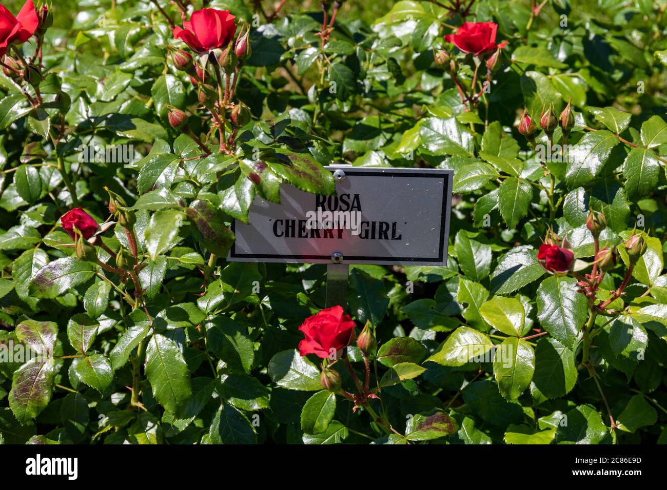 Red Rosa 'Cherry Girl' roses blooming at the municipal Rose Garden in Helsinki, Finland Stock Photo