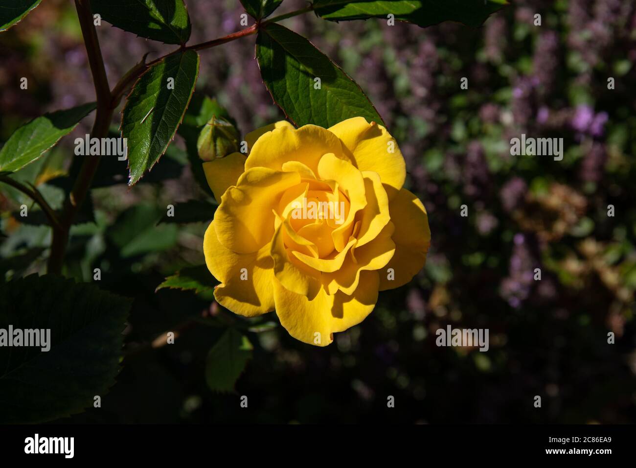 Yellow rose of Rosa 'Gold Marie' Stock Photo