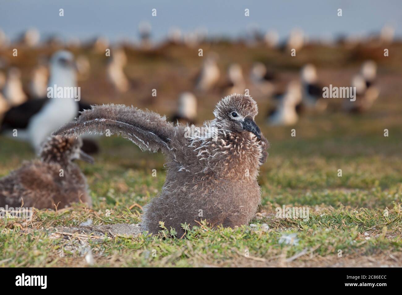 black-footed albatross chick, Phoebastria nigripes (formerly Diomedea nigripes), exercises its wings,  with Laysan albatrosses in background, Sand Isl Stock Photo