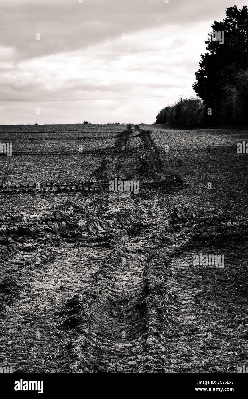 Tractor tracks in muddy rolling field, heading into the distance Stock Photo
